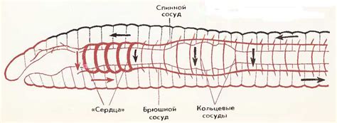 Эволюция окраски крови у дождевого червя