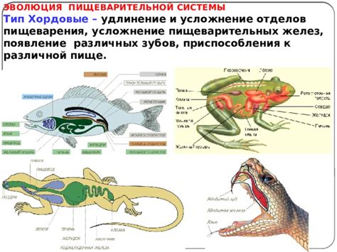 Эволюция пищеварительной системы у позвоночных