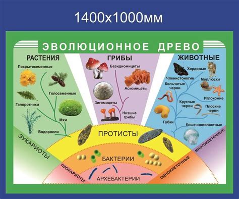 Эволюция разнообразных видов организмов