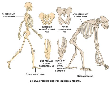 Эволюция человеческого образа движения