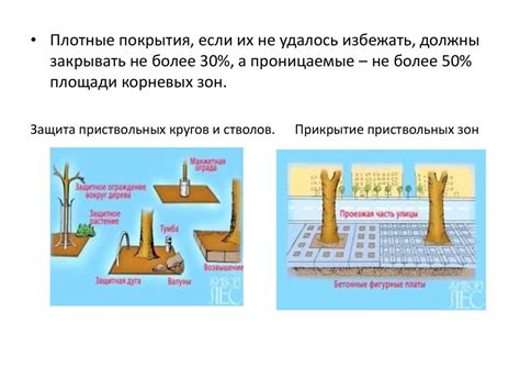 Экологическая роль кустарников в устойчивости городской среды