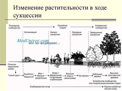 Экосистема в опасности: изменение растительности