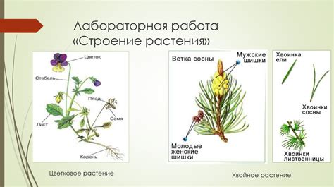 Эксперименты с различными видами растений