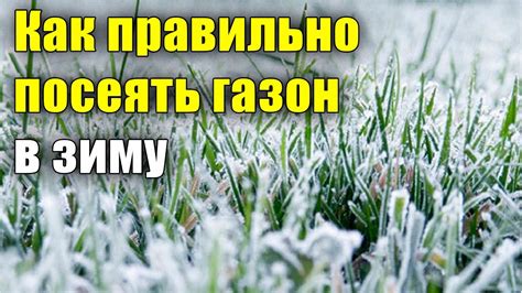 Экспертные советы по накрыванию газона на зиму