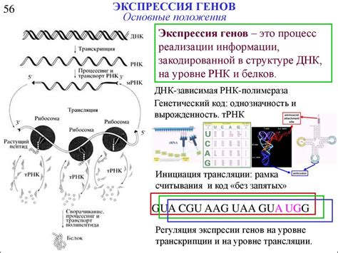 Экспрессия рецессивных генов