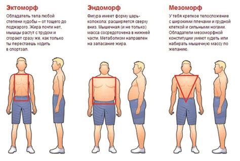 Эктоморф, мезоморф, эндоморф: различия и характеристики