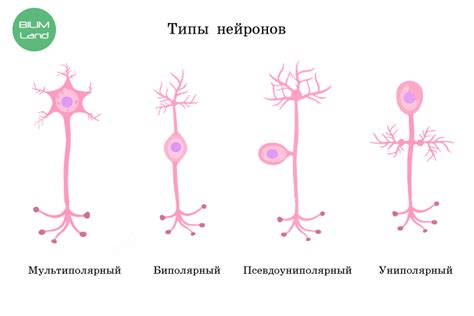 Электрические импульсы: язык общения нервных клеток