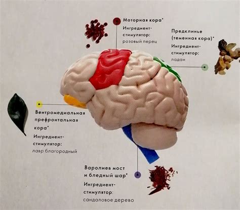 Эмоциональное восприятие – почему улыбка твоя вызывает положительный отклик