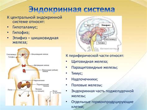 Эндокринная система и нарушение гомеостаза