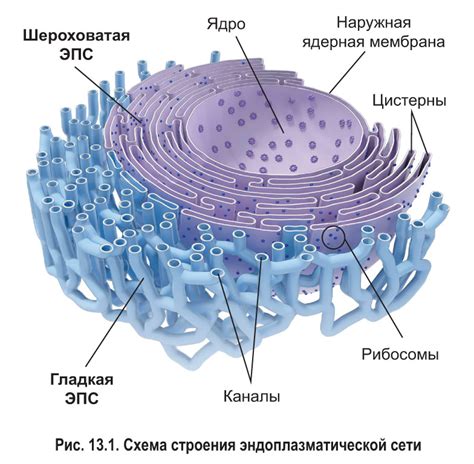 Эндоплазматическая сеть - система транспорта в клетке