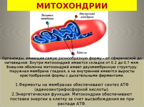 Энергетическая продукция внутри митохондрий