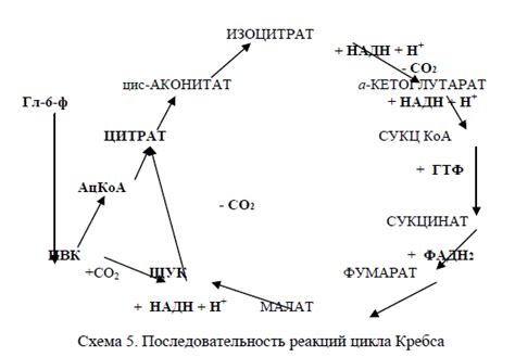 Энергетический баланс и регуляция аппетита