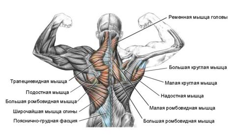 Энергетически Сильные Мышцы