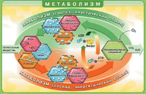 Энергия в организме