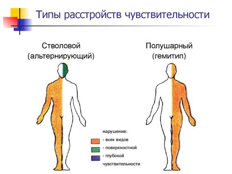 Эрогенные зоны и чувствительность