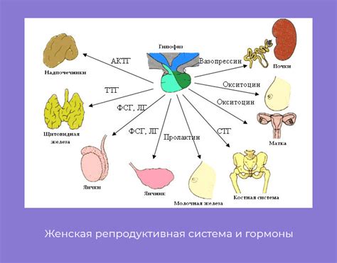 Эстрогены: основные гормоны женской половой системы