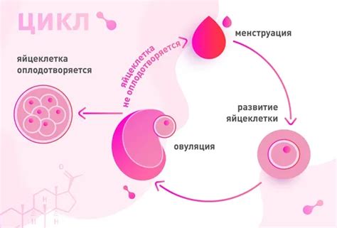 Эструс и овуляция у сук