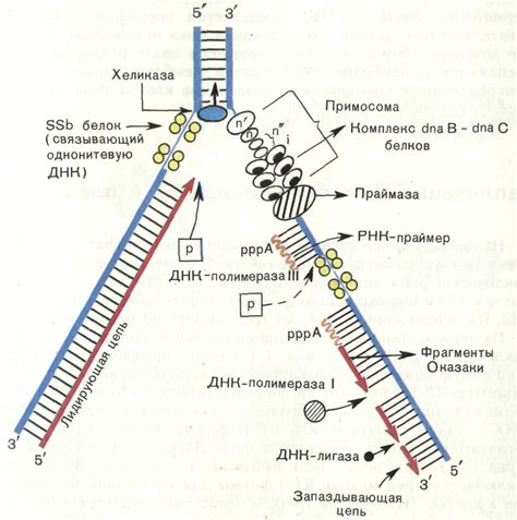 Этапы исследования ДНК