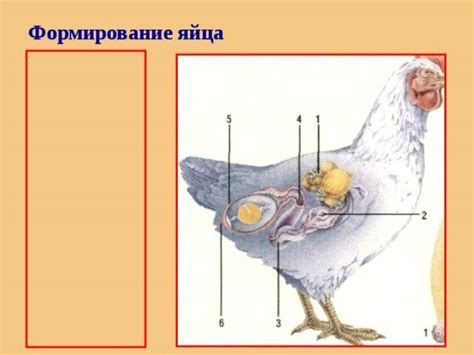 Этапы и процесс оплодотворения курицы