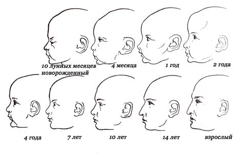 Этапы развития головы