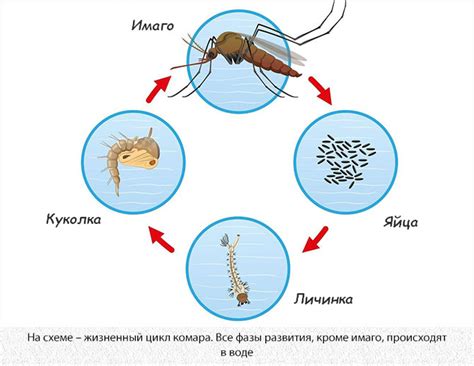 Этапы развития комаров