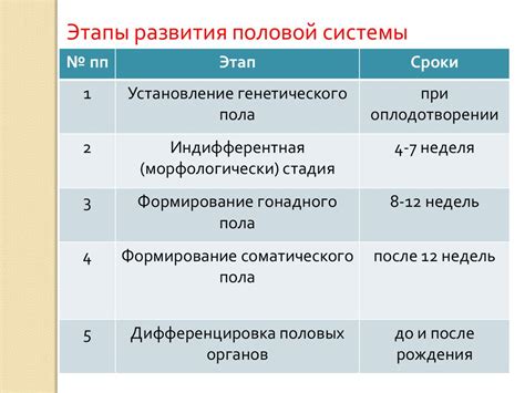 Этапы рисования половых органов