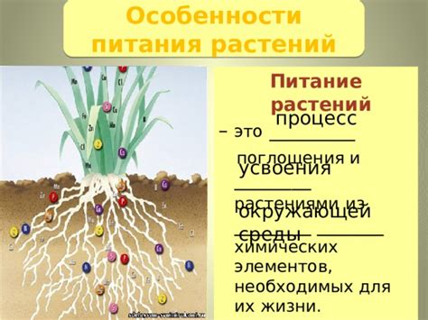 Эффективность усвоения растениями