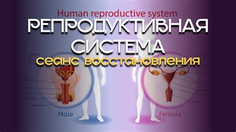 Эффективные методы восстановления репродуктивной системы