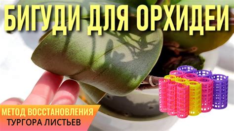 Эффективные методы восстановления упругости листьев орхидей