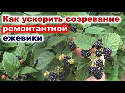 Эффективные приемы удаления побегов ежевики