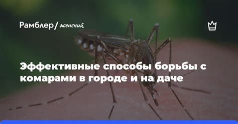 Эффективные способы борьбы с комарами