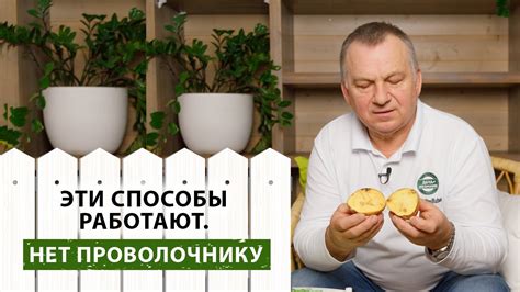 Эффективные способы избавления от проволочника