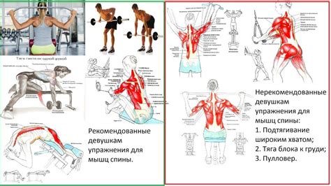 Эффективные упражнения для тренировки плечевых мышц с гантелями