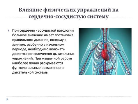 Эффект тренировки на сердечно-сосудистую систему