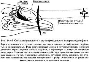 Эхолокация у китообразных: принцип работы и особенности