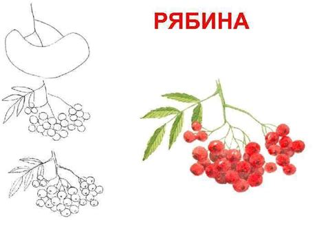 Ягоды рябины: поэтапное рисование карандашом для новичков