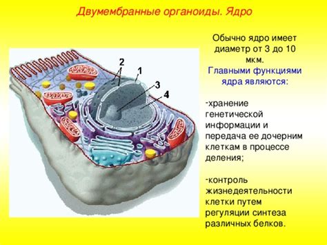 Ядро клетки: контроль и передача генетической информации