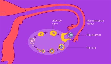 Яичко как источник эстрогенов