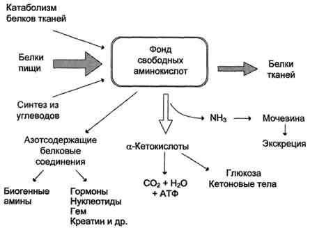  Важность аминокислот в организме 