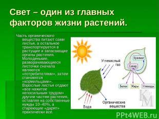  Воздействие солнечного света и защитная реакция растения 