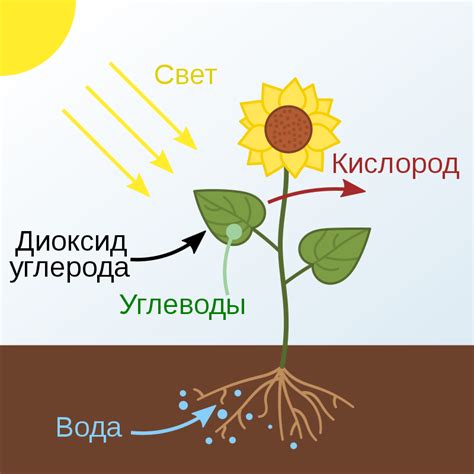  Зарождение процесса фотосинтеза 