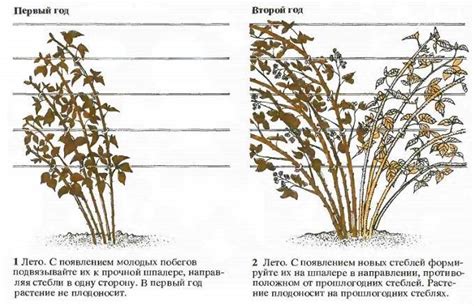  Зимнее обрезание ежевики 