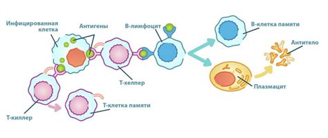  Как возникает иммунитет: важные моменты