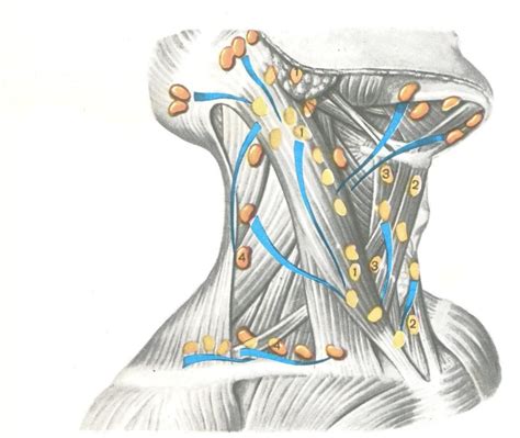  Лимфоузлы на шее: физиология и функции 