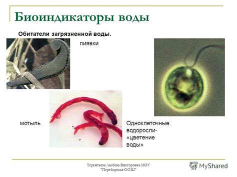  Моллюски как биоиндикаторы 