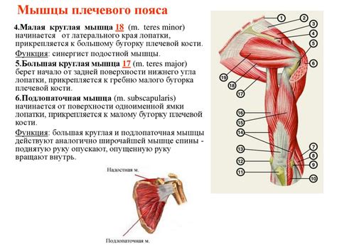  Морфологические особенности рук и плечевого пояса 