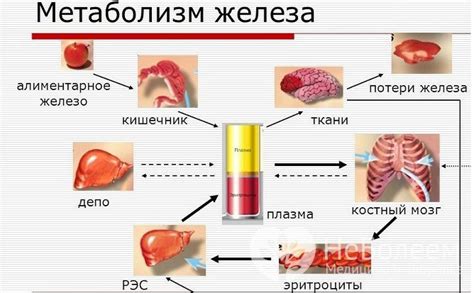  Нарушение всасывания железа из пищи 