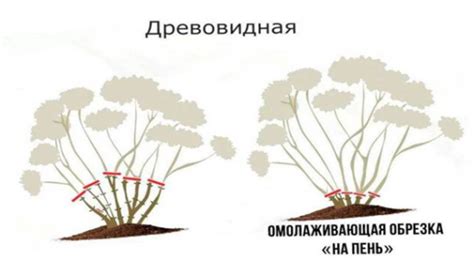  Основные правила обрезки древовидной гортензии на зиму 