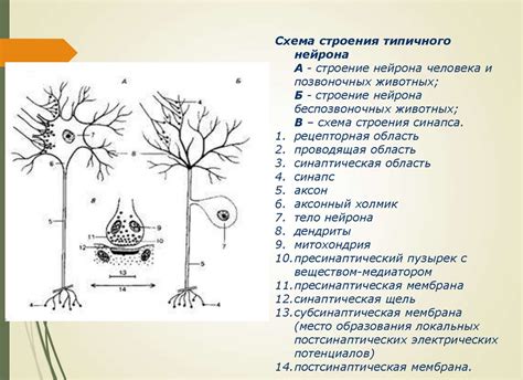  Особенности развития нервной системы 