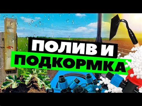  Полив и подкормка 